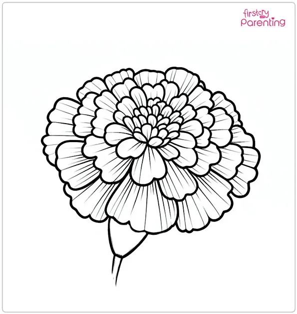 Marigold Flower Coloring Page