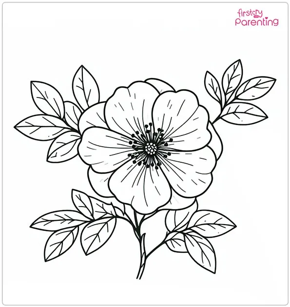 Cherokee Rose Coloring Page