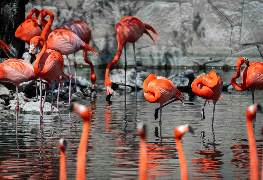 San Antonio Zoo