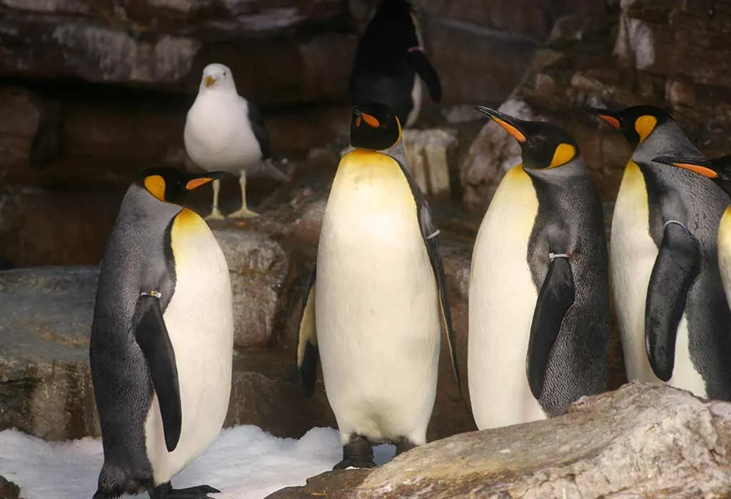 SeaWorld San Antonio