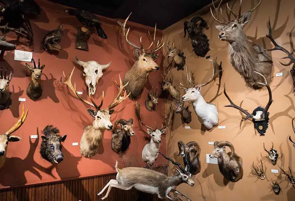The Buckhorn Saloon and Texas Ranger Museum