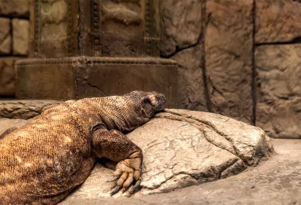 Explore the Shark Reef Aquarium at Mandalay Bay