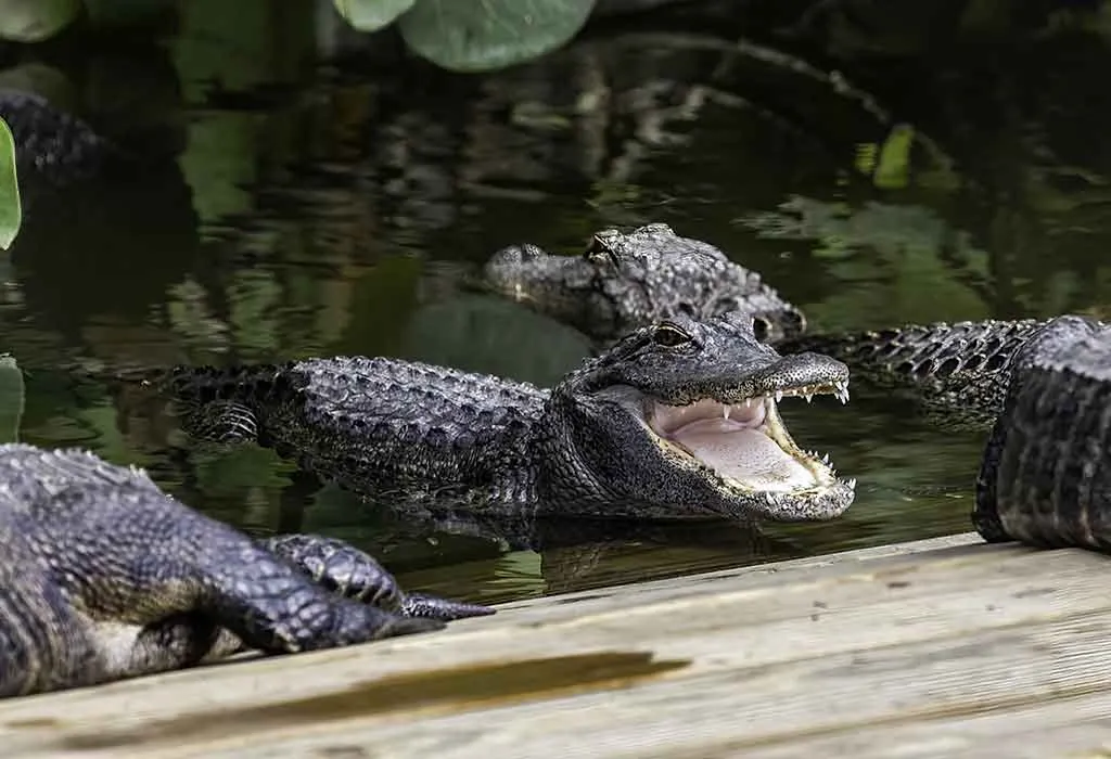Gatorland