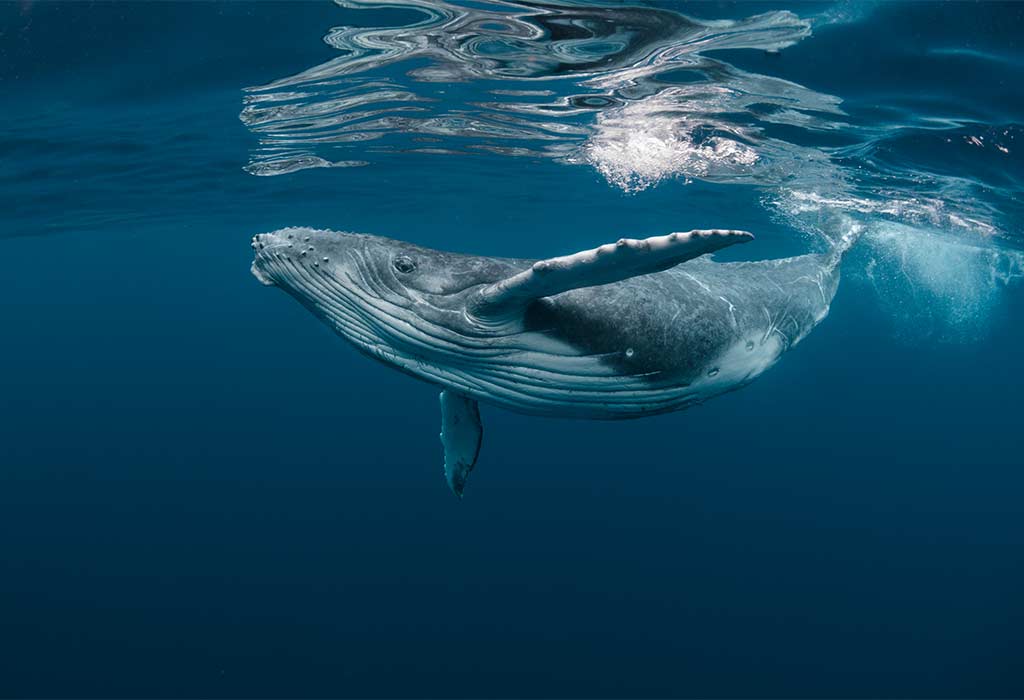 Blue Whale