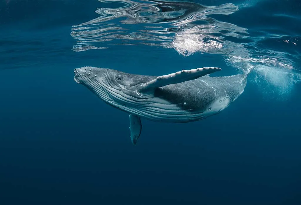 Blue Whale
