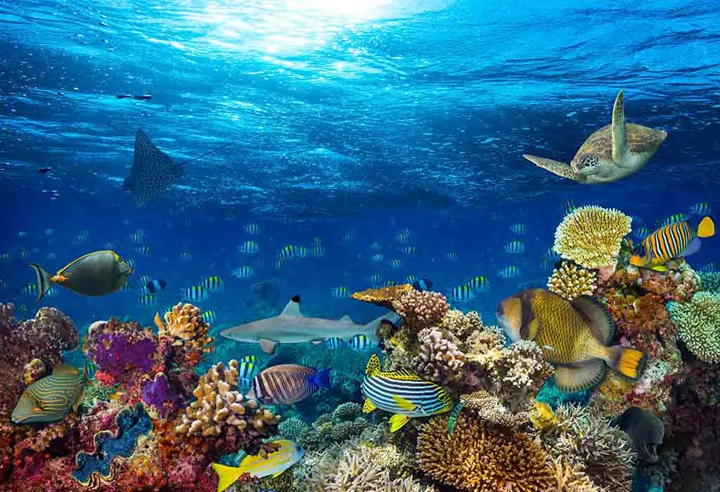 Coral Reefs