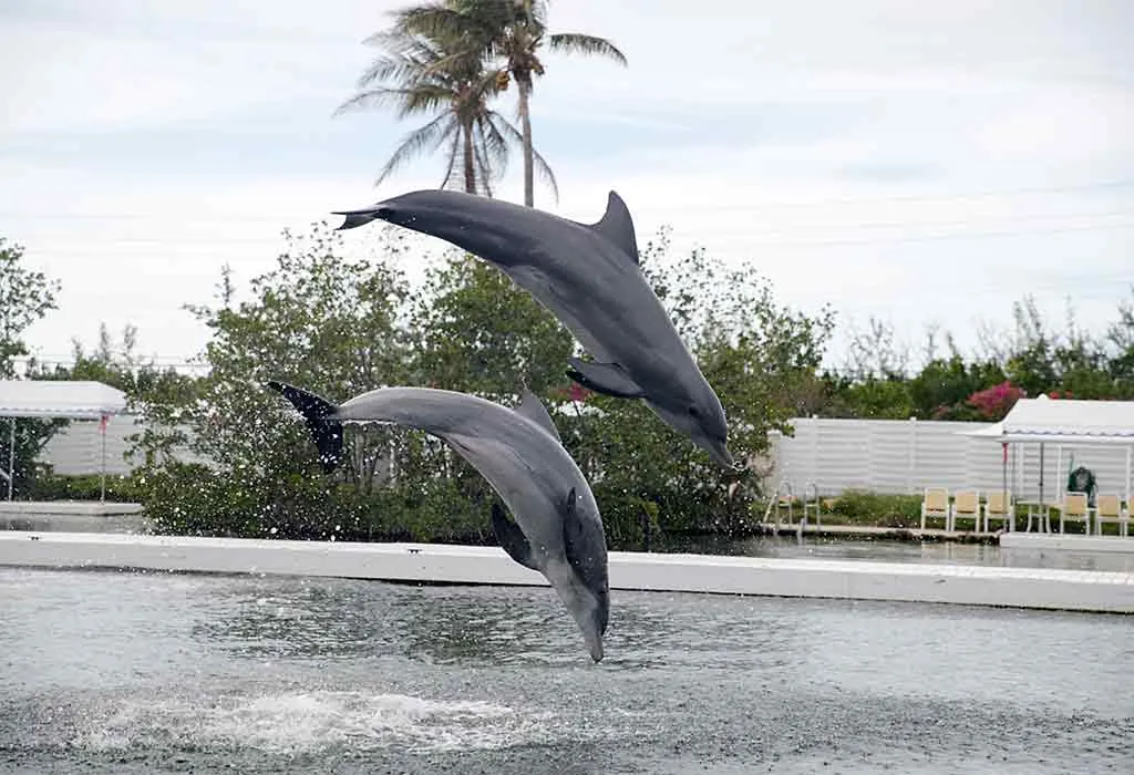 Visit the Miami Seaquarium