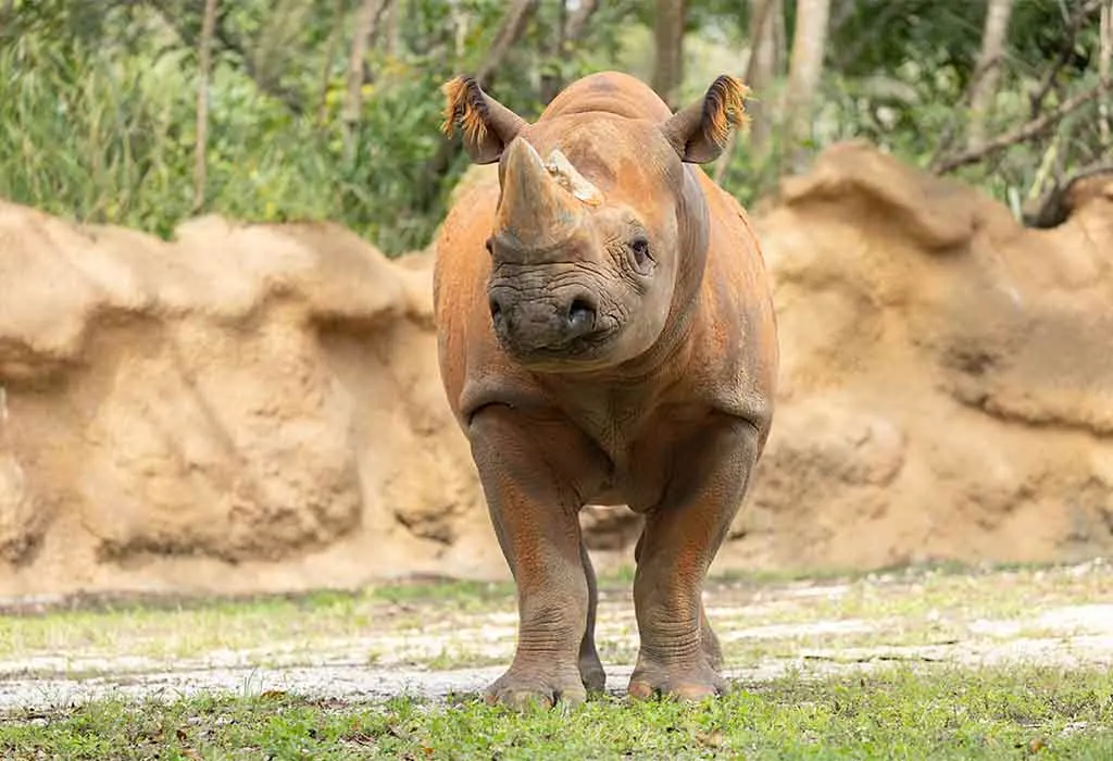 Spend a Day at Zoo Miami