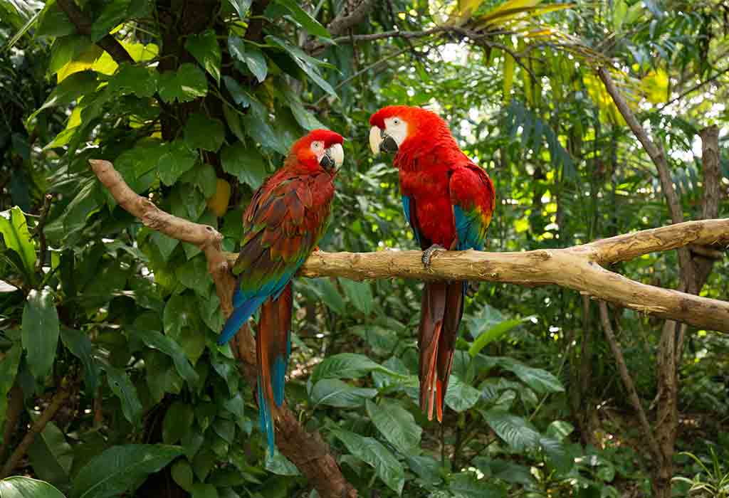 Explore Jungle Island