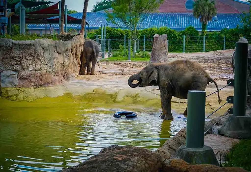 Houston Zoo