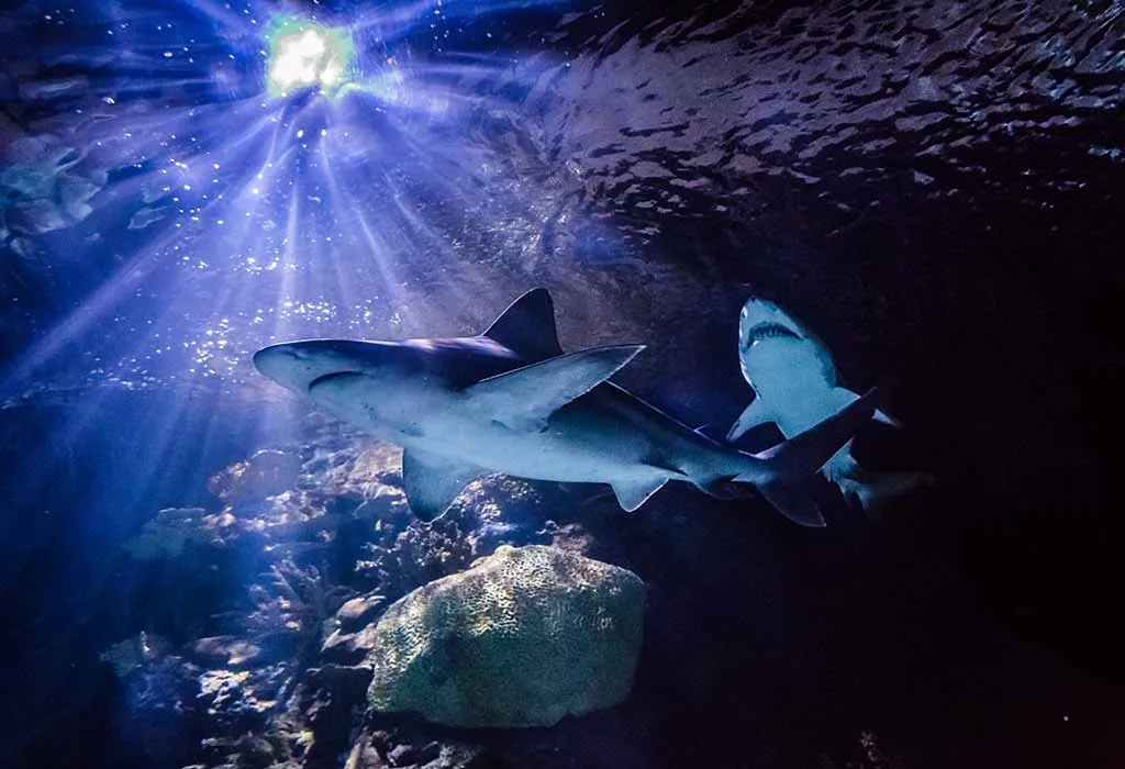 Downtown Aquarium