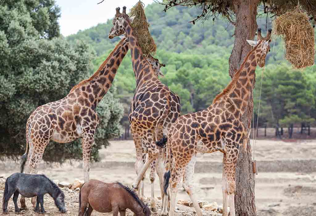 Dallas Zoo