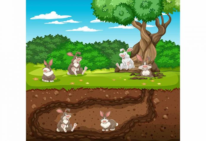 Rabbit And Rat Panchatantra Story In Hindi