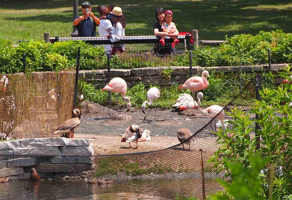 Visit the Lincoln Park Zoo