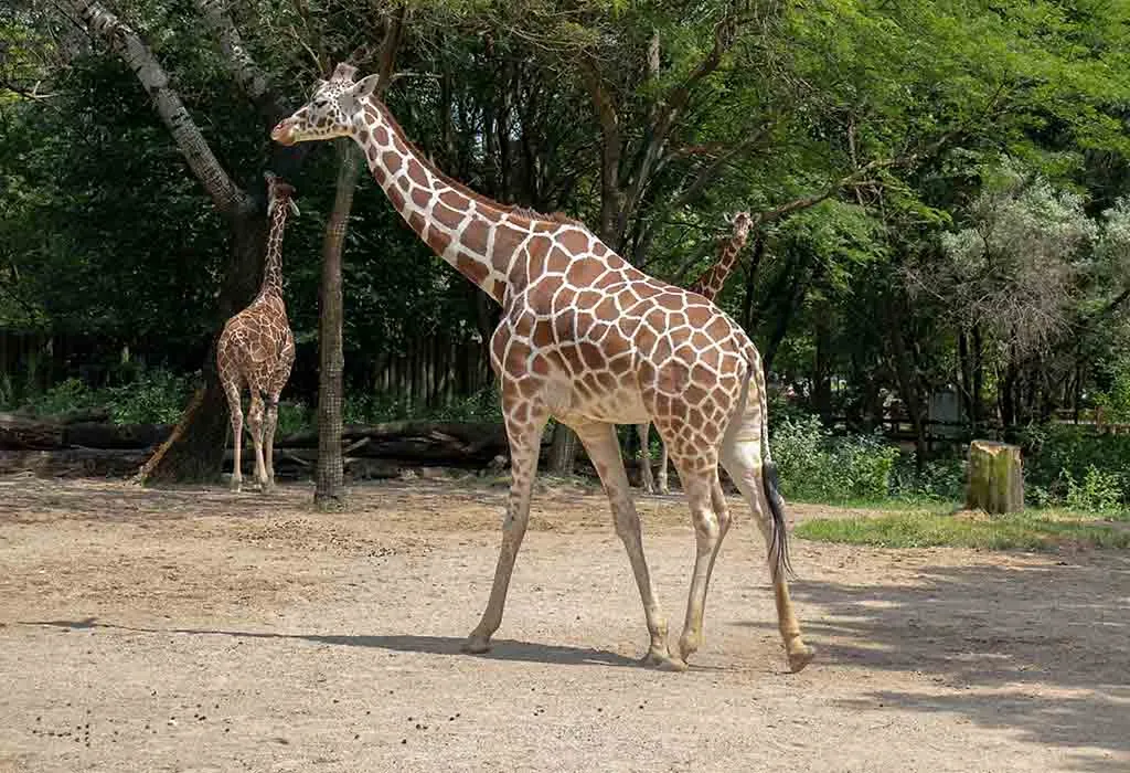 Enjoy the Brookfield Zoo