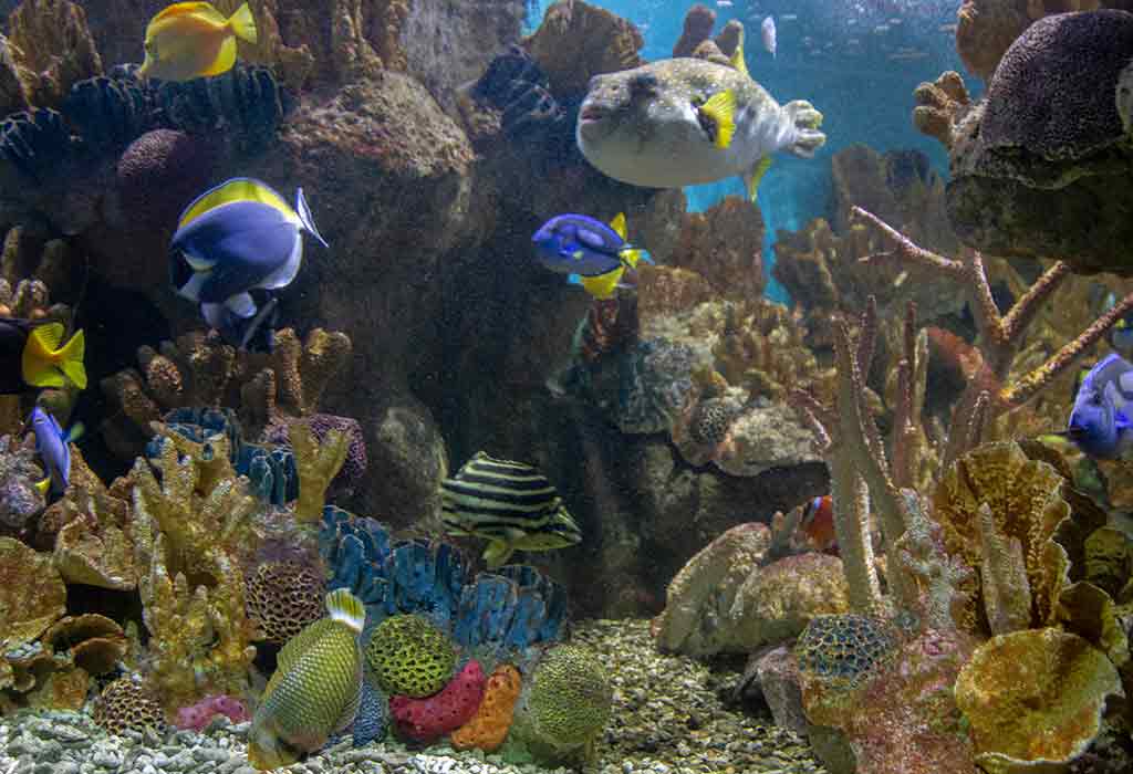 New England Aquarium