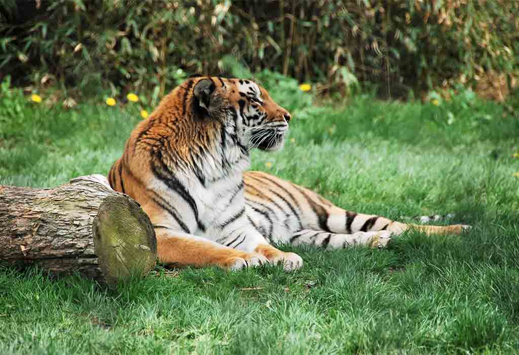 Franklin Park Zoo