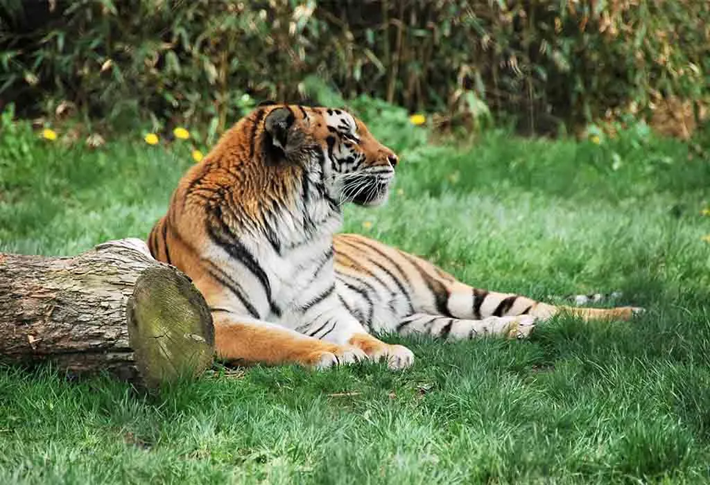 Franklin Park Zoo