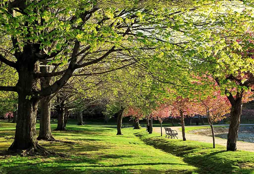 Arnold Arboretum