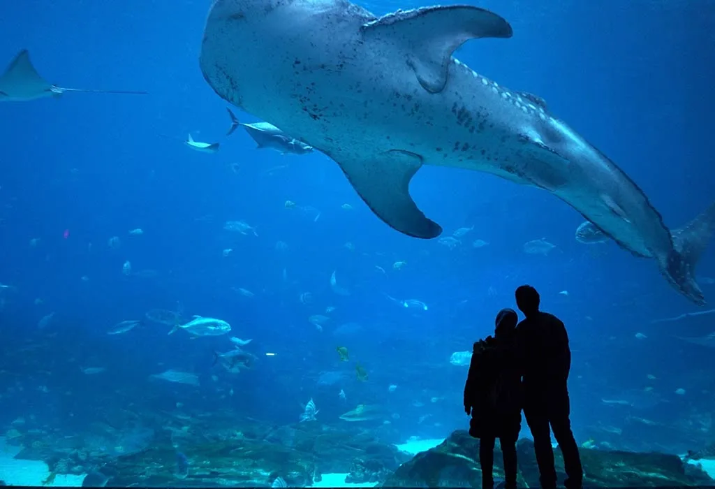 Georgia Aquarium