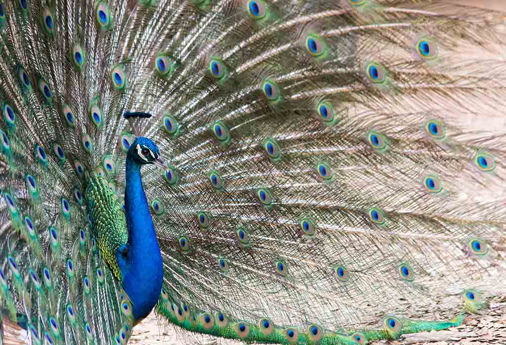 Discover the Austin Zoo