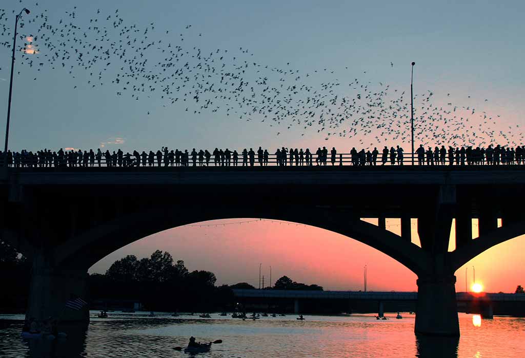 Marvel at the Congress Avenue Bridge Bats