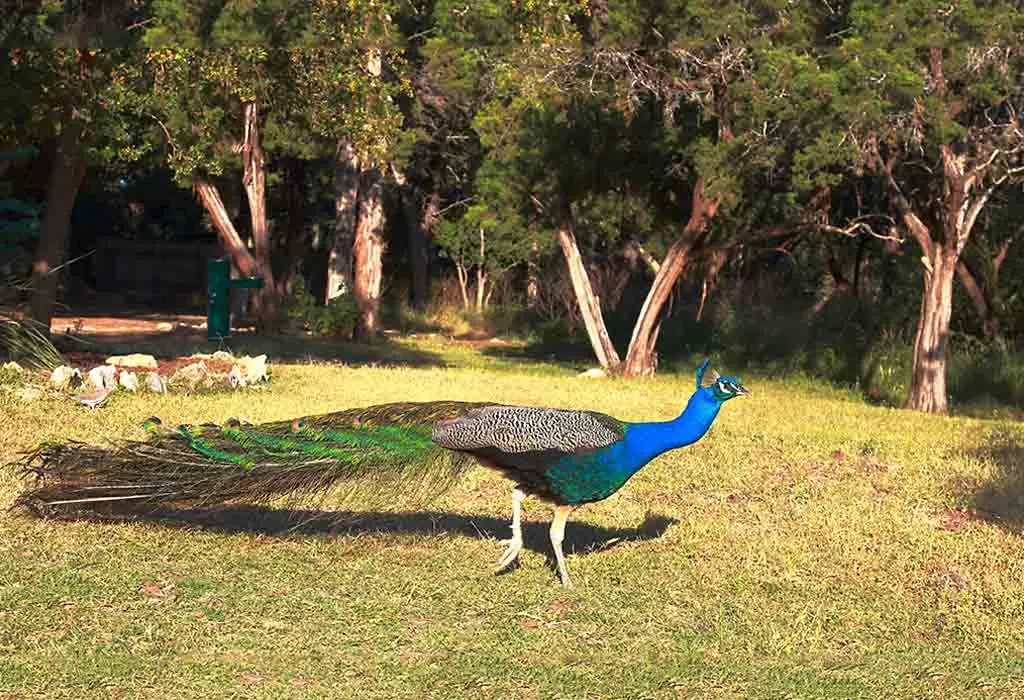 Visit the Mayfield Park and Nature Preserve