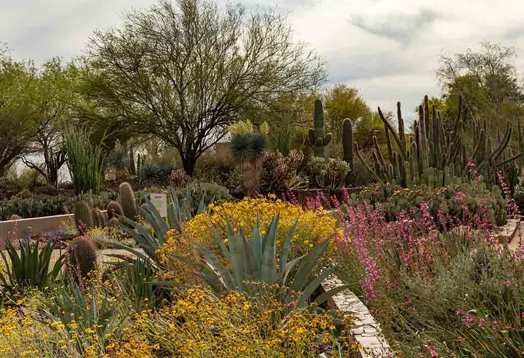 Explore the Desert Botanical Garden