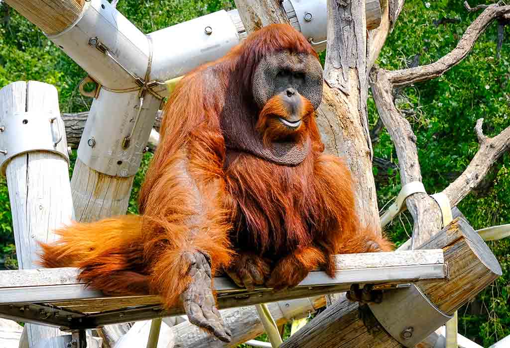 Denver Zoo