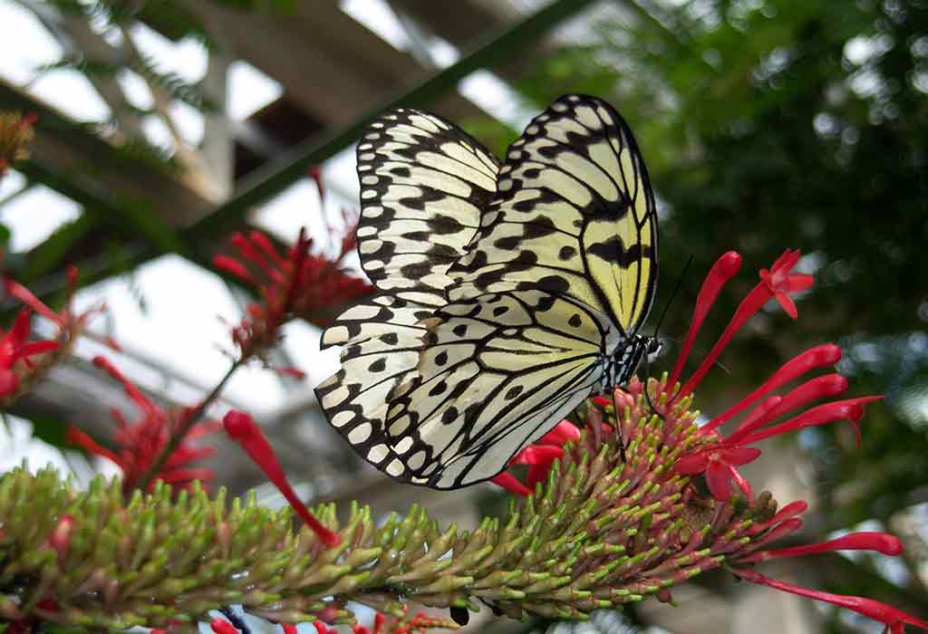Butterfly Pavilion