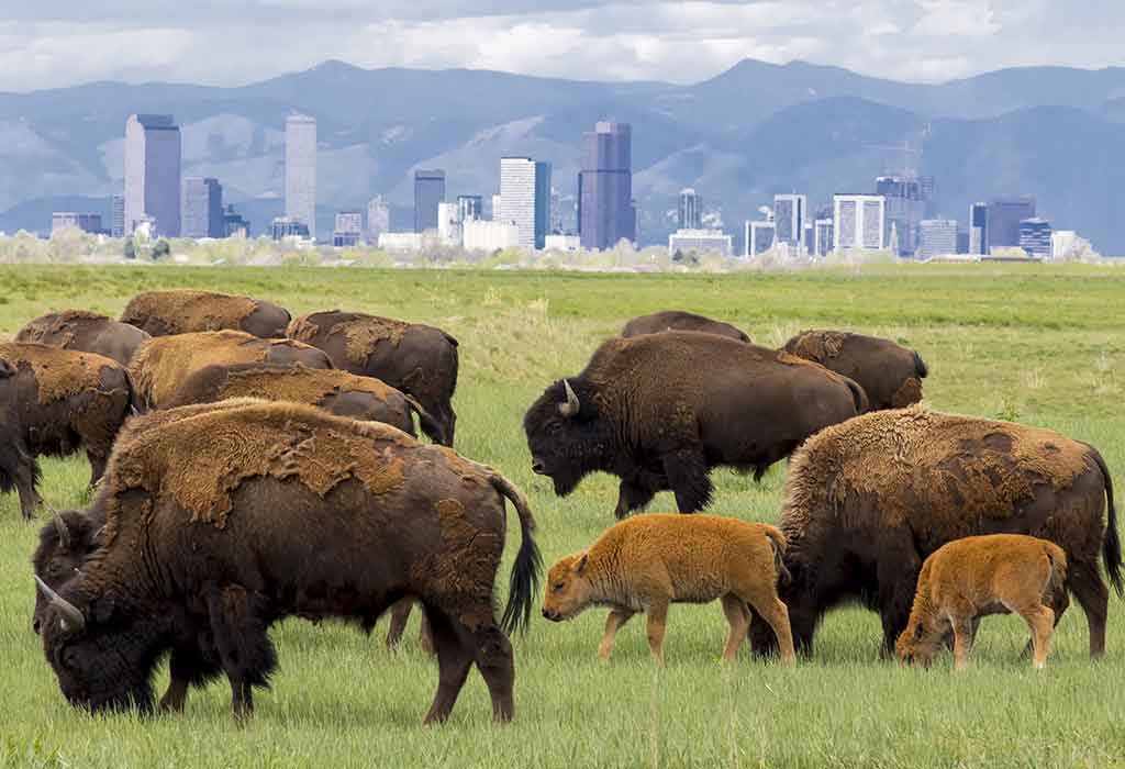 Rocky Mountain Arsenal National Wildlife Refuge