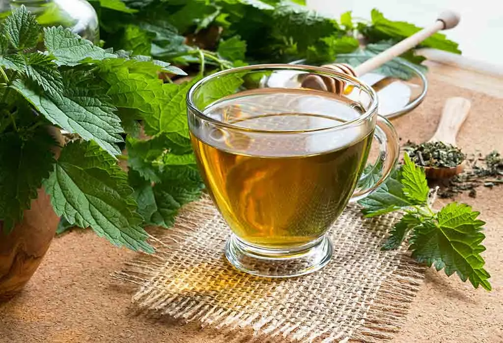 Nettle Tea Recipe for Pregnant Women Nettle Tea Recipe for Pregnant Women
