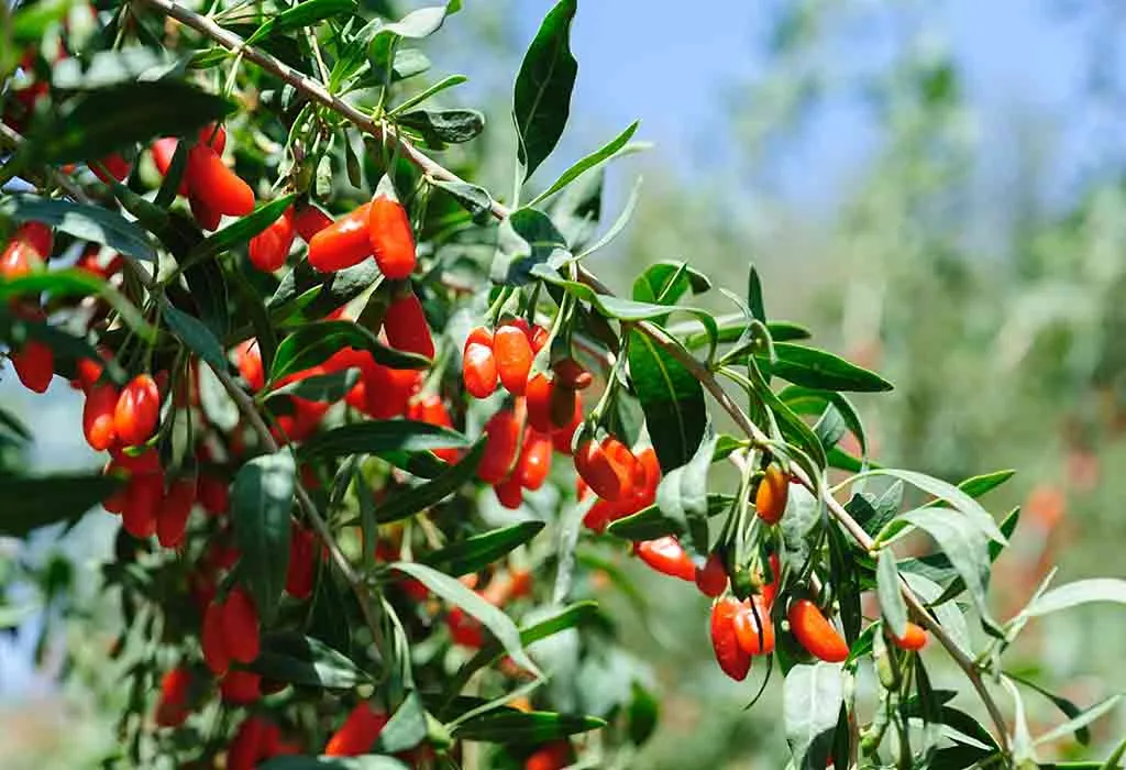 Nutritional Content of Goji Berries Nutritional Content of Goji Berries