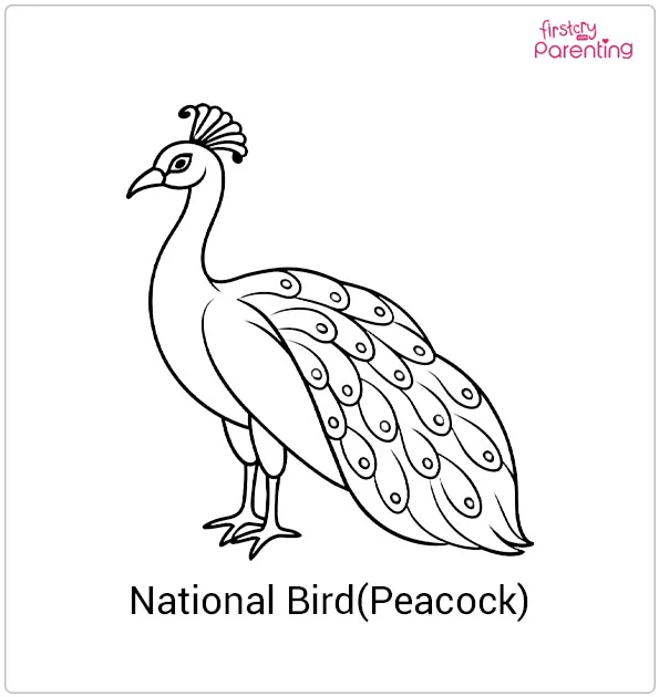 National Bird (Peacock) of India Colouring Page