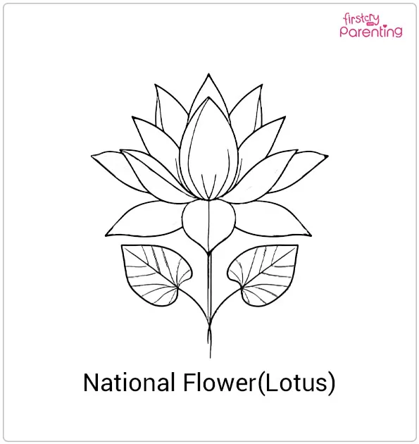 National Flower (Lotus) of India Colouring Page