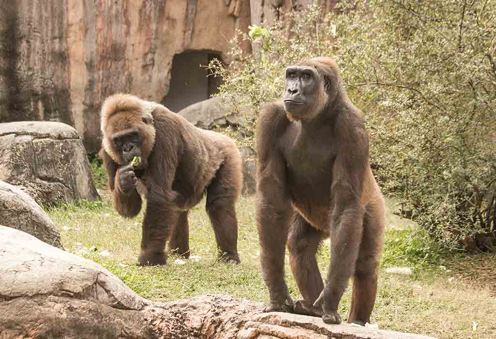 Audubon Zoo