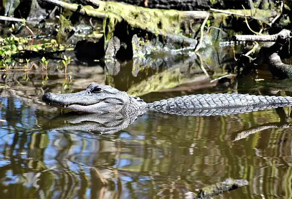 Jean Lafitte National Historical Park and Preserve