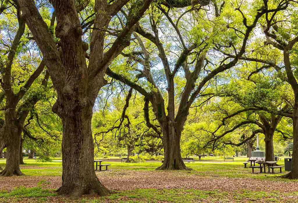 Audubon Park