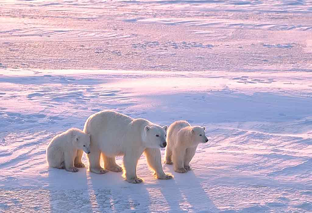 Where Do They Live - Polar Bears in Canadian Arctic