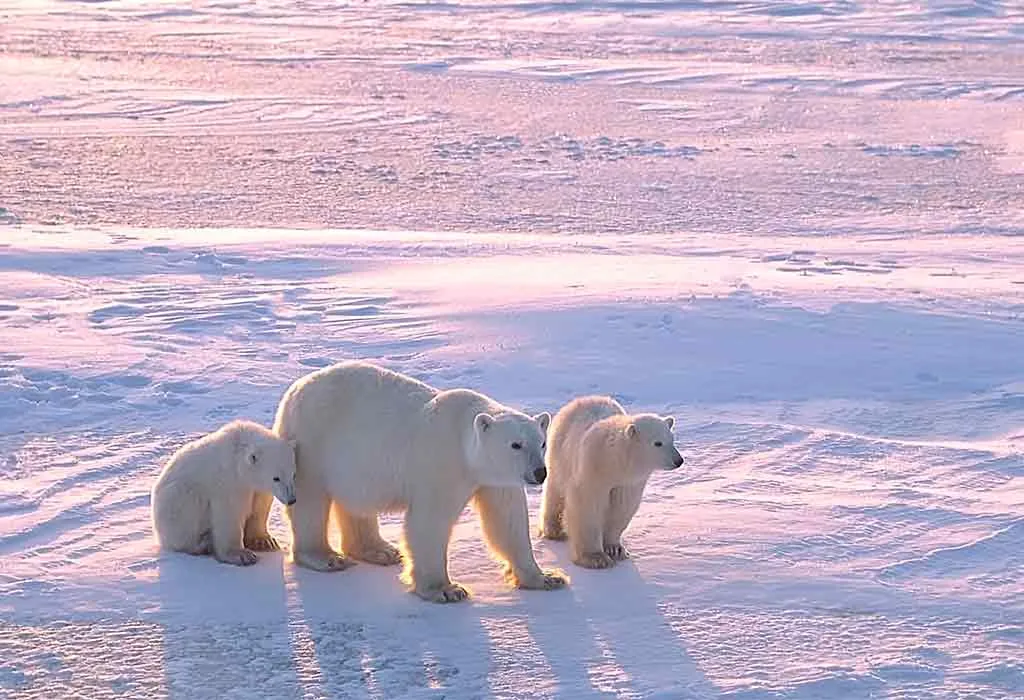 Where Do They Live - Polar Bears in Canadian Arctic