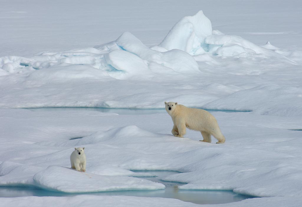 Polar Bears in the Chukchi Sea