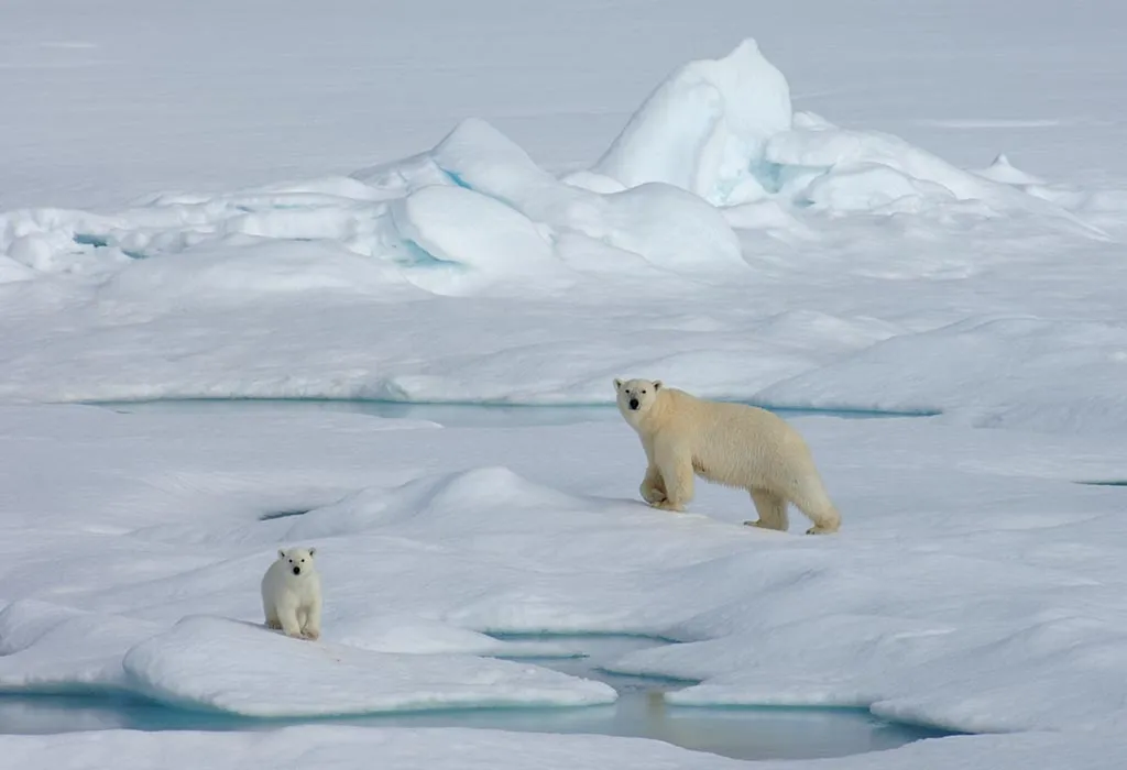 Polar Bears in the Chukchi Sea