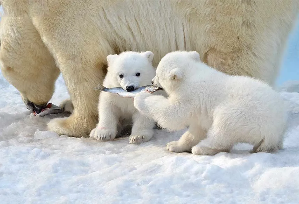 Polar Bear Eating Fish
