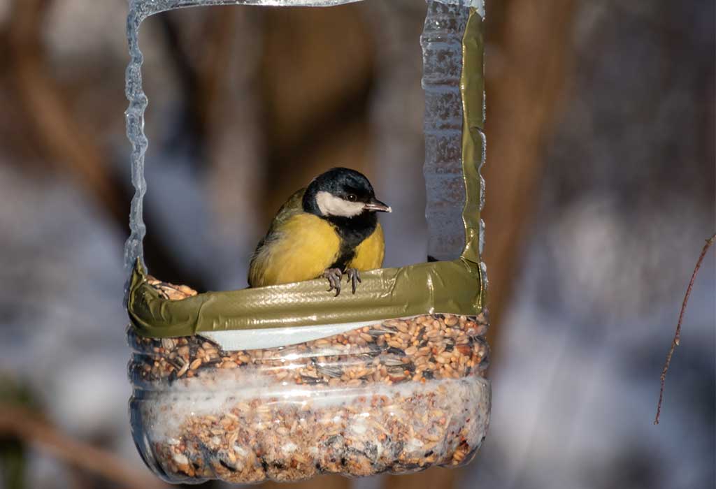 Easy & Fun DIY Bird Feeders for Kids to Make at Home Easy & Fun DIY Bird Feeders for Kids to Make at Home