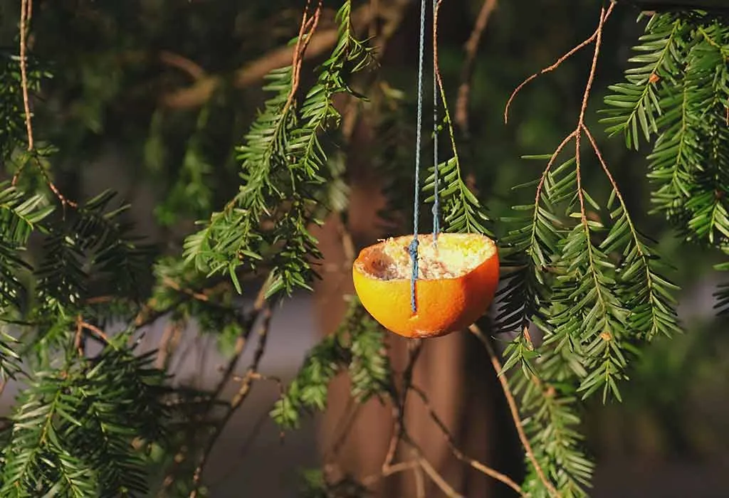 Orange Peel Feeder