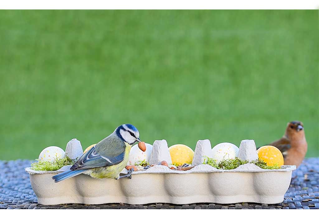 Egg Carton Bird Feeder