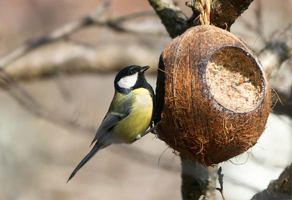 Coconut Shell Feeder