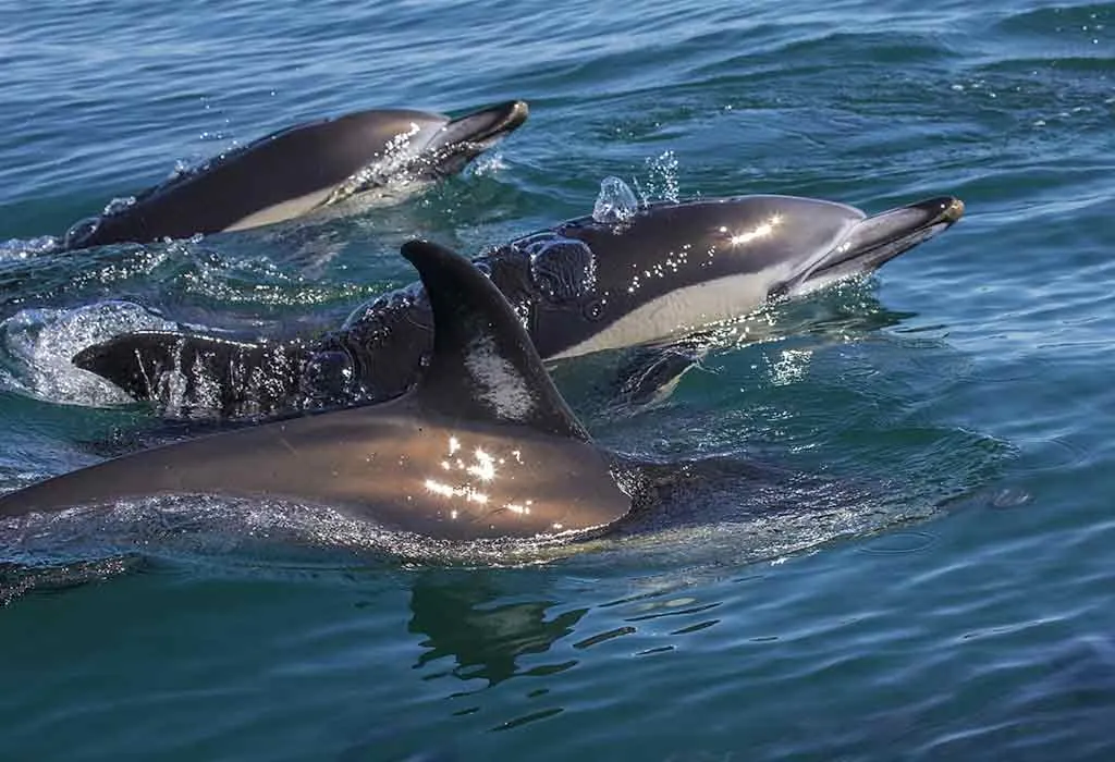 Experience Dolphin Watching Tours