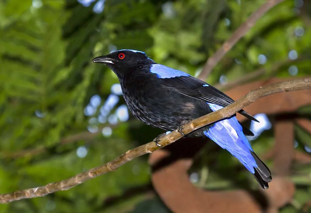 Discover the Rainforest at Moody Gardens