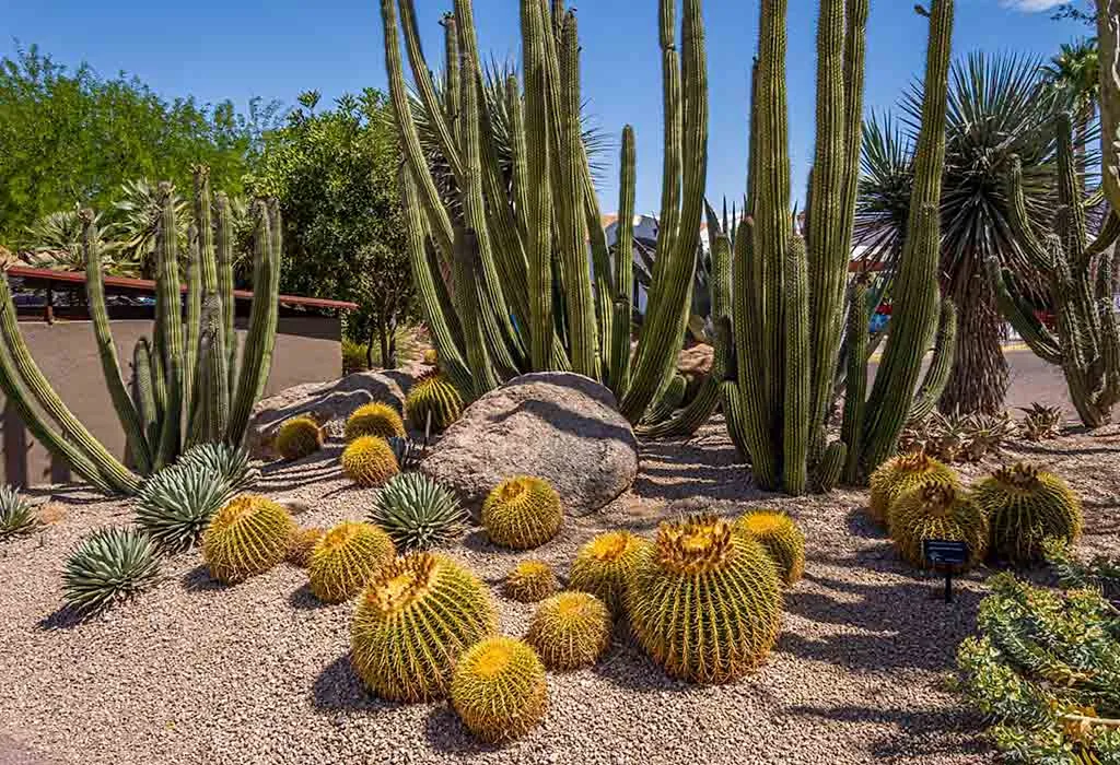 Desert Botanical Garden